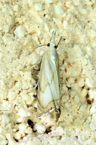 Chrysoteuchia culmella